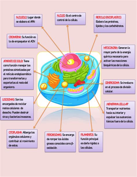 funciones de la celula